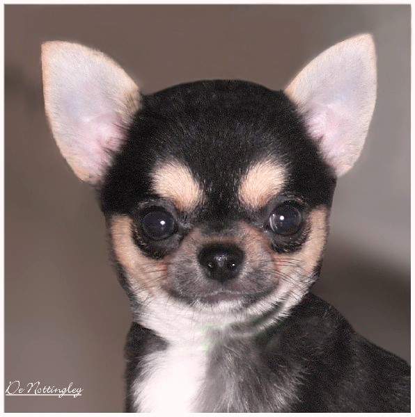 Les Chihuahuas Tricolores Elevage Chihuahua